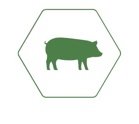 Green hexagon icon with a white background and a green swine silhouette inside.